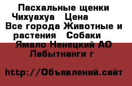 Пасхальные щенки Чихуахуа › Цена ­ 400 - Все города Животные и растения » Собаки   . Ямало-Ненецкий АО,Лабытнанги г.